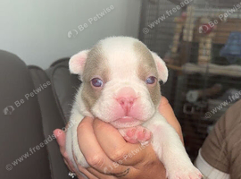 Frenchie pups