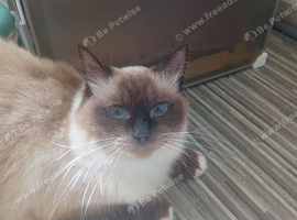 Pure ragdolls kitten's