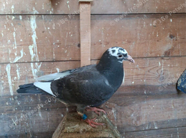 Young racing pigeon baby