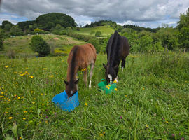 Stunning mare and foal