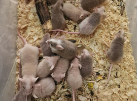 Baby African soft fur