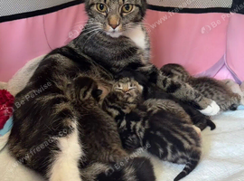x3 Adorable tabby cats available to leave