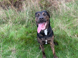 Presa canario puppy