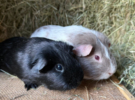 Two Boars Looking for New Home