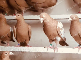CHOCOLATE AND YELLOW MULEMANS RACING PIGEONS