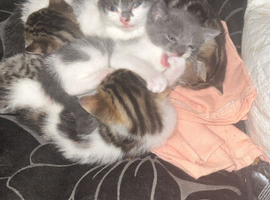 Kittens for sale