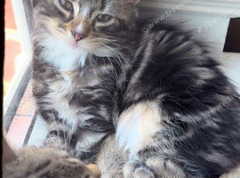 Stunning cross fluffy Bengal kittens