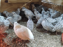 Snow flake bob white quails  lovely birds