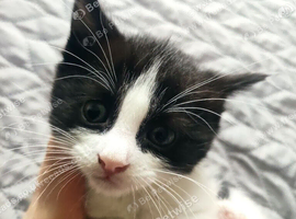 8‑week‑old male kitten &mdash; ready for his new home