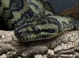 Carpet Python Jungle x Coastal
