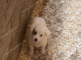 Jack Russell puppy