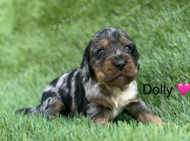 Outstanding Cocker Spaniel Puppies