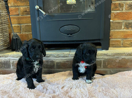 Cockapoo puppy&rsquo;s