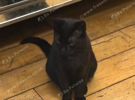 Amazing black boy kitten