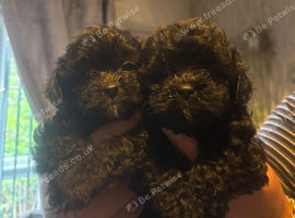 Beautiful shihpoo puppies looking for there forever homes