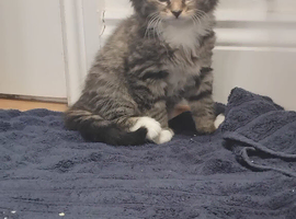 9 week kitten
