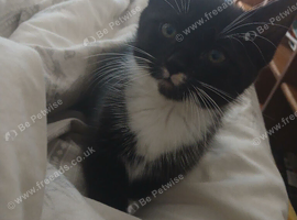 1 male tuxedo kitten available