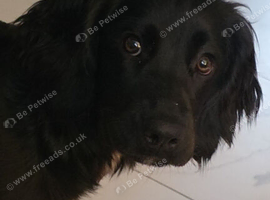 Beautiful sprocker spaniel
