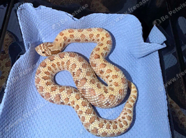 Remaining Hognose CB25/CB26