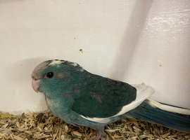 Sum cracking coloured kakis