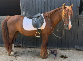 Welsh cob cross