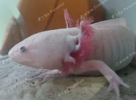 Axolotl Fish