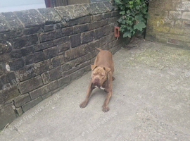Lovely Staffordshire Bull Terrier Cross for sale