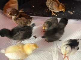 Chicks