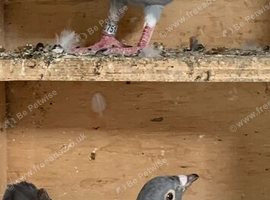 Indigo red Barr and Indigo red Check RPRA rings coloured racing pigeons