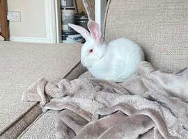 Female New Zealand white