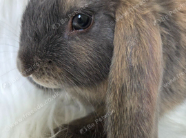 Beautiful mini lops boys and girls avalible .