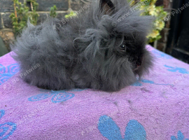 Lionheads Rabbits