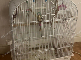 Female finch