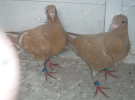 Meuleman Young Birds For Sale