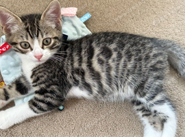 Stunning half Bengal Kitten. TICA. Microchipped. 1 Boy available available