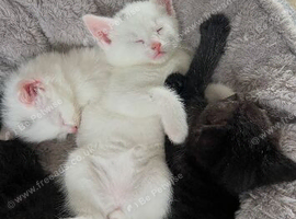 2 male kittens