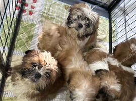 Shih Tzu 5 adorable puppies ready for new homes