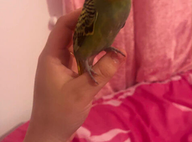Budgie