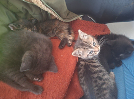 Kittens ready for loving homes