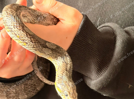 Rat corn hybrid