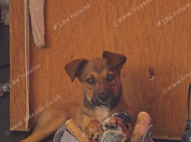 10 week old pup