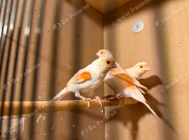 Red Mosaic Canaries for sale