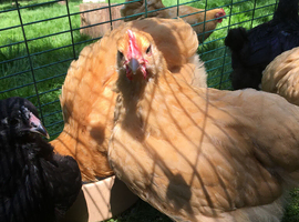 Bantam Orpington cockerels