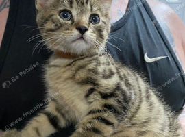 Kittens for sale
