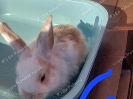 Mini lop