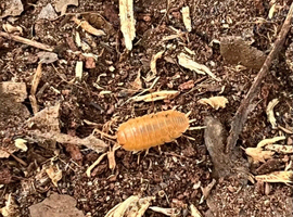 Porcellio Laevis Orange &ndash; (Giant Orange)