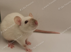 Dwarf rats