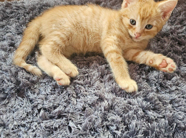 4 Cute Kittens Looking for Loving Homes (3 Males, 1 Female)