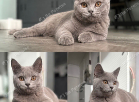 British shorthair male kitten