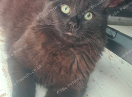 2 year old cat